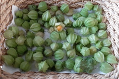 Kaapse bessen (Ria Lodder)