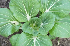 groen1