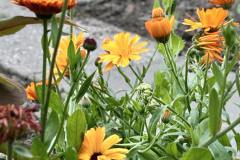 calendula
