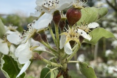 applebloesem