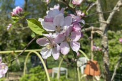 bloesem2