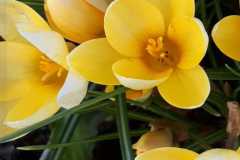 krokus