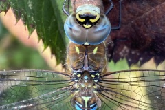 libelle