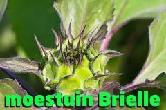 moestuinbrielle-2