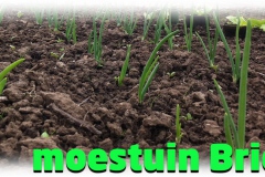 moestuinbrielle-3