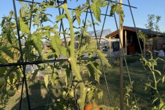tomaten-buiten