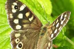 vlinder