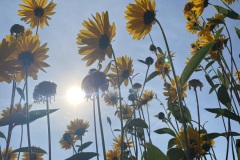 zonnebloemen