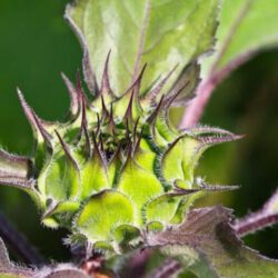 Moestuinbrielle